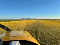 Sunflowers - 1.webp